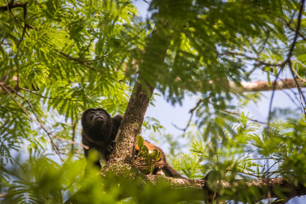 Rescates de fauna silvestres en el primer semestre del 2023