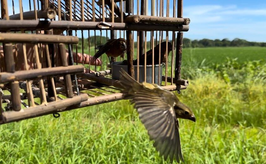  Decomisan gran cantidad de aves en una residencia en Chiriquí