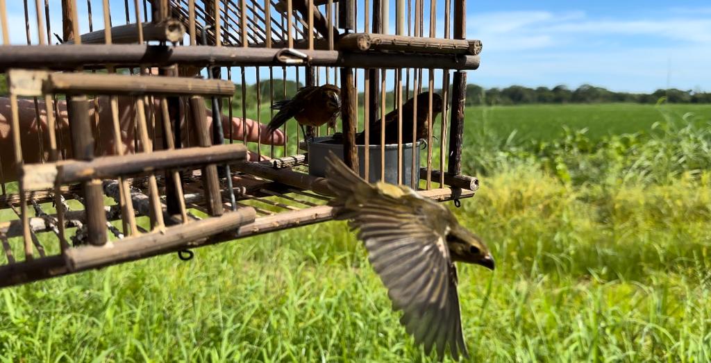 Decomisan gran cantidad de aves en una residencia en Chiriquí