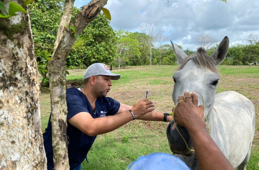  MIDA intensifica acciones para la prevención de Encefalitis Equina en Darién