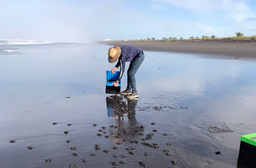  MiAMBIENTE desarrolla Proyecto de conservación de tortugas marinas en Chiriquí