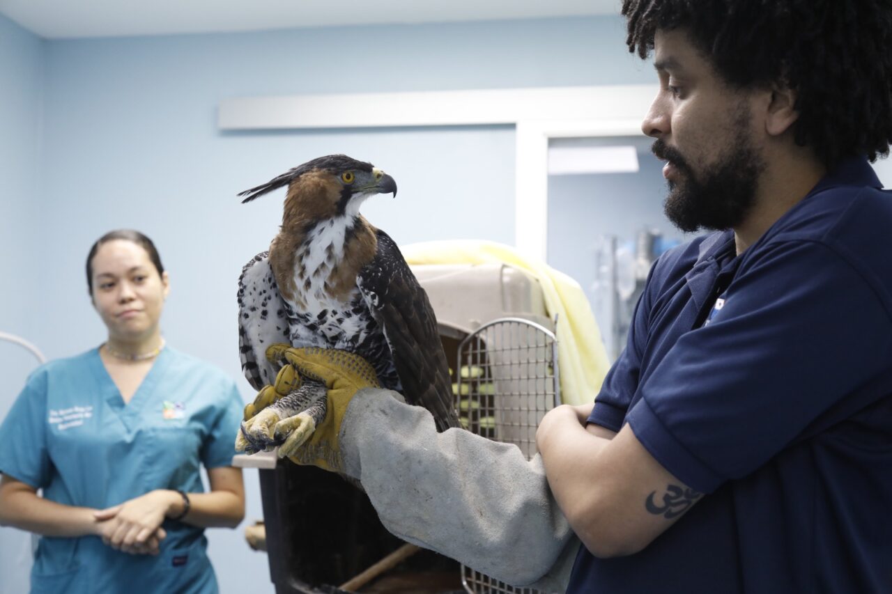 El águila crestuda real o aguililla ornada es una especie de ave que vive en climas tropicales húmedos de América, desde el sur de México