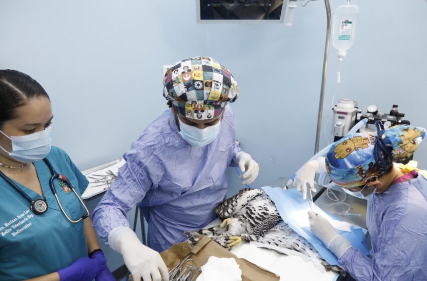 MiAMBIENTE realiza cirugía a una Aguililla ornada rescatada