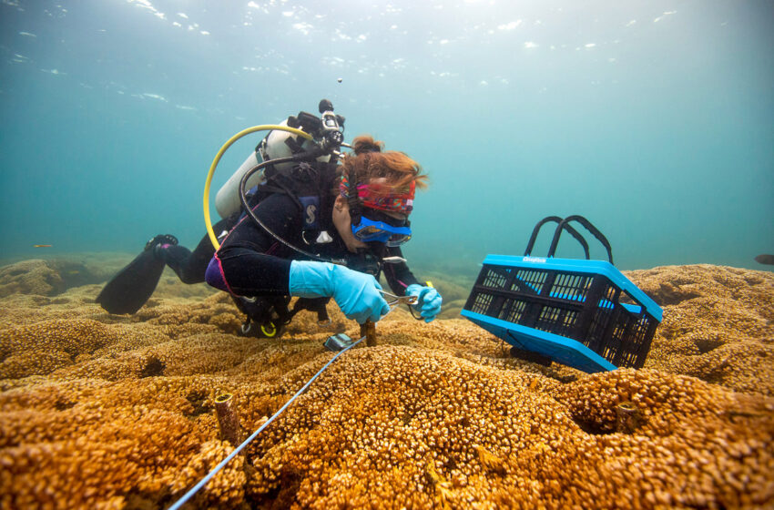  ¿Por qué de repente hay tantos corales blanqueados a lo largo de la costa caribeña de Panamá?