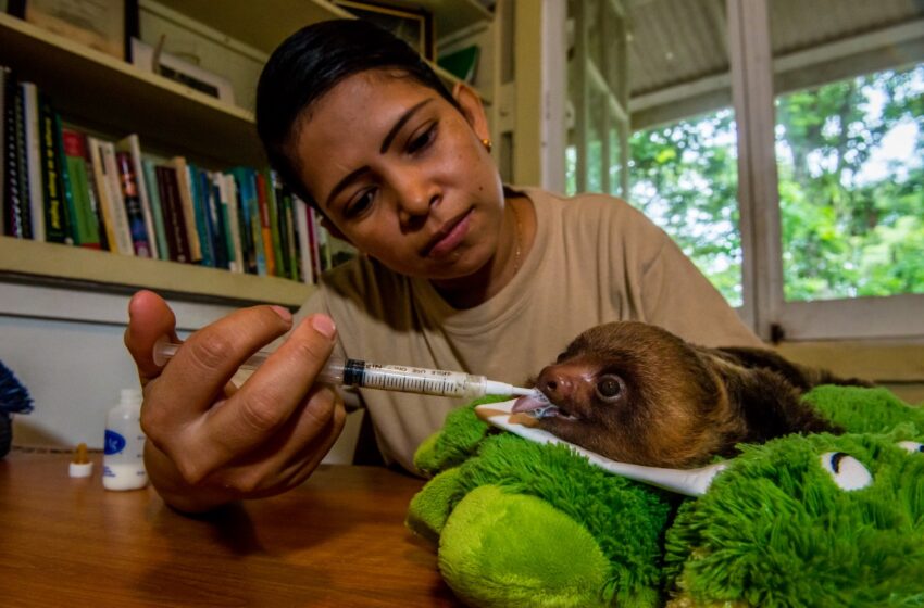  Cóctel Urbano, a beneficio de programa de rehabilitación de fauna