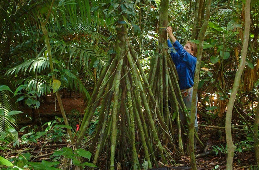  Hojas descompuestas: el alimento de los bosques tropicales