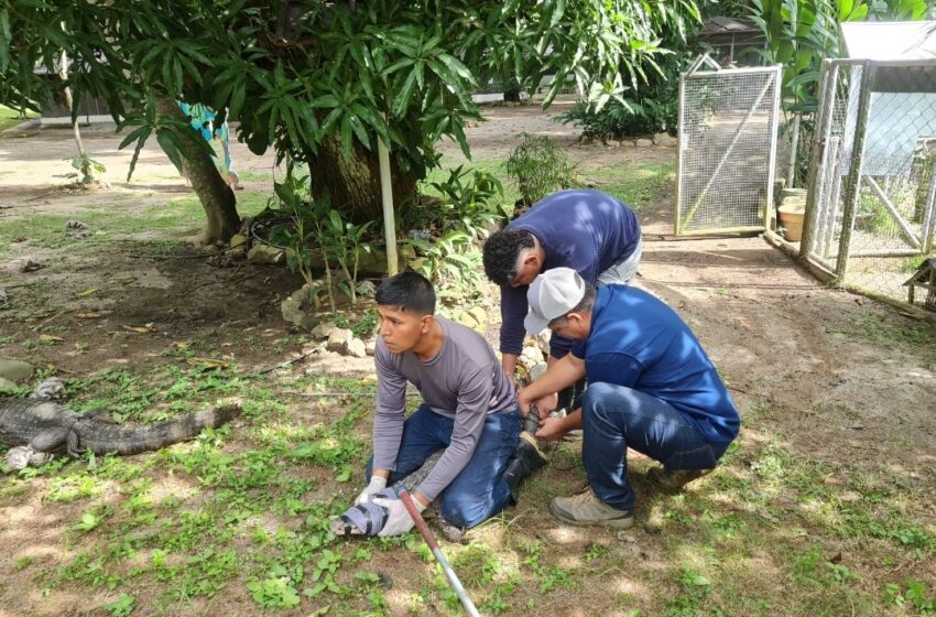  Realizan reubicación de babillos en Coclé