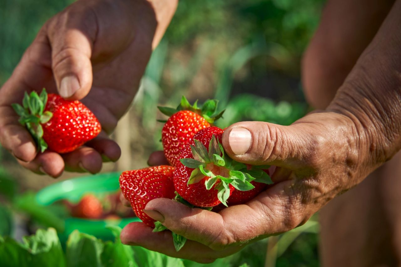 fresas