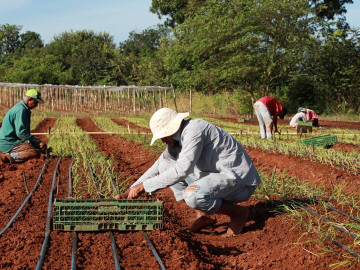 El BDA lidera con éxito el Día de Campo en Los Santos, centrado en el cultivo de cebolla