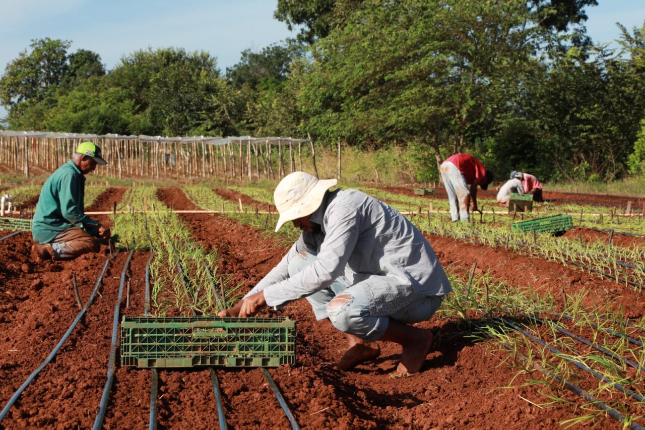 El BDA lidera con éxito el Día de Campo en Los Santos, centrado en el cultivo de cebolla