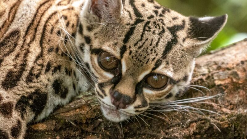 Día Nacional de los Felinos Silvestres en Panamá