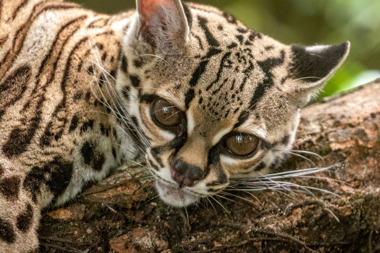 Día Nacional de los Felinos Silvestres en Panamá