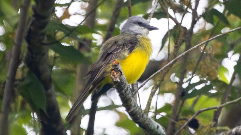 Panamá brilla en el Global Big Day como uno de los 10 mejores países para avistar aves