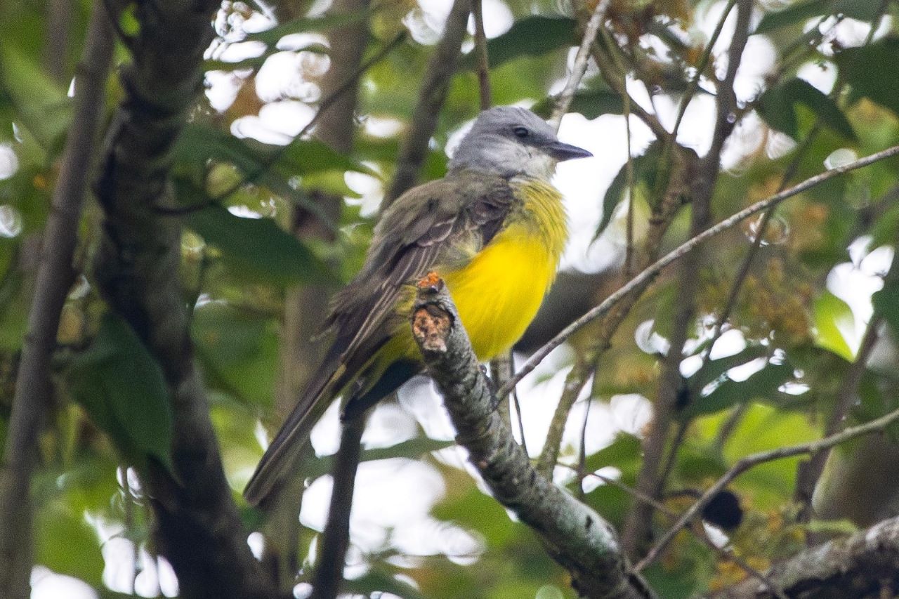 Panamá brilla en el Global Big Day como uno de los 10 mejores países para avistar aves