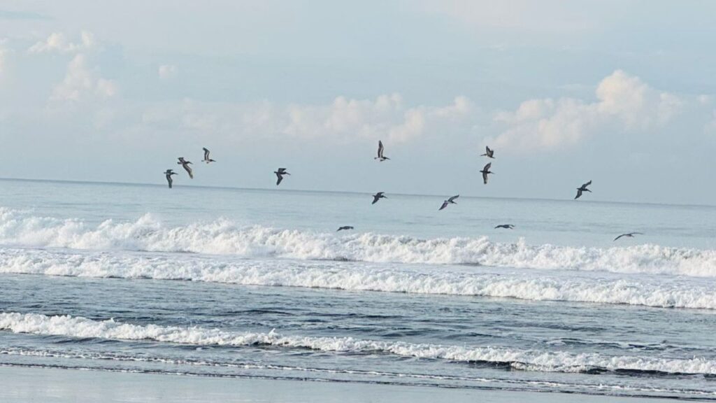 aves volando