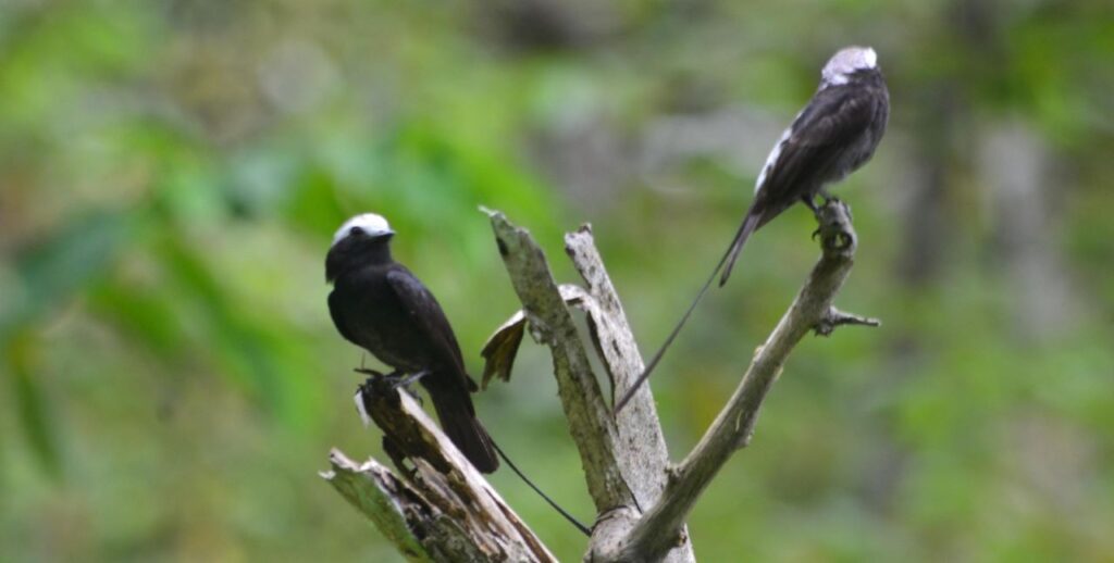 aves