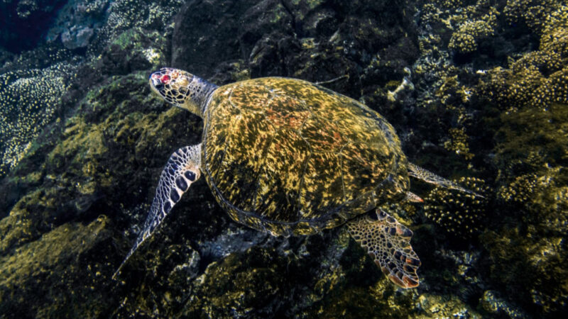 Santuario natural de tortugas: Panamá brilla en conservación