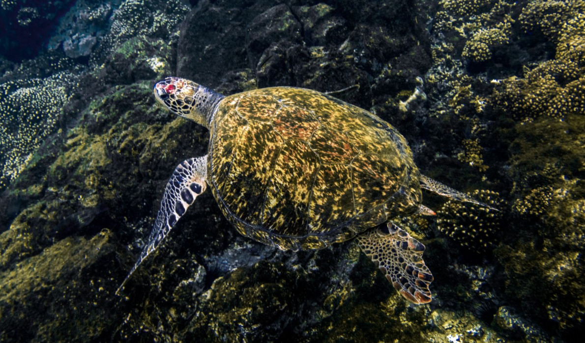 Santuario natural de tortugas: Panamá brilla en conservación