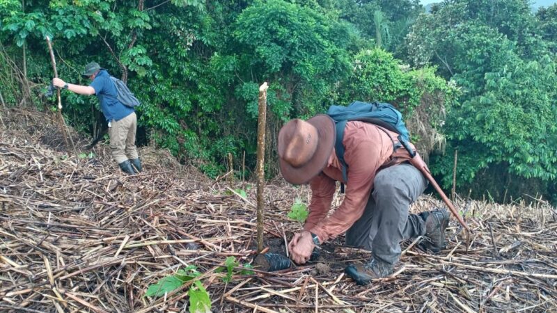MiAMBIENTE siembra esperanza: 1,550 hectáreas reforestadas en 2025 a nivel nacional