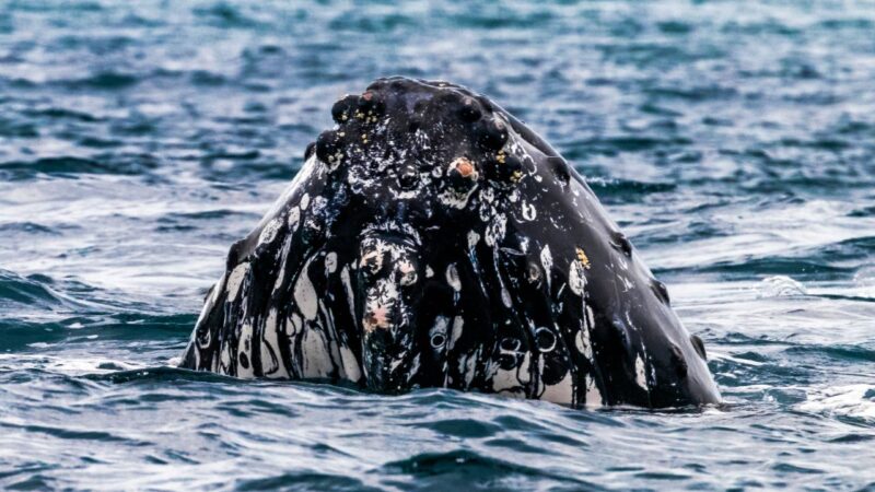 Ballenas y delfines, protagonistas de la conservación marina en Panamá