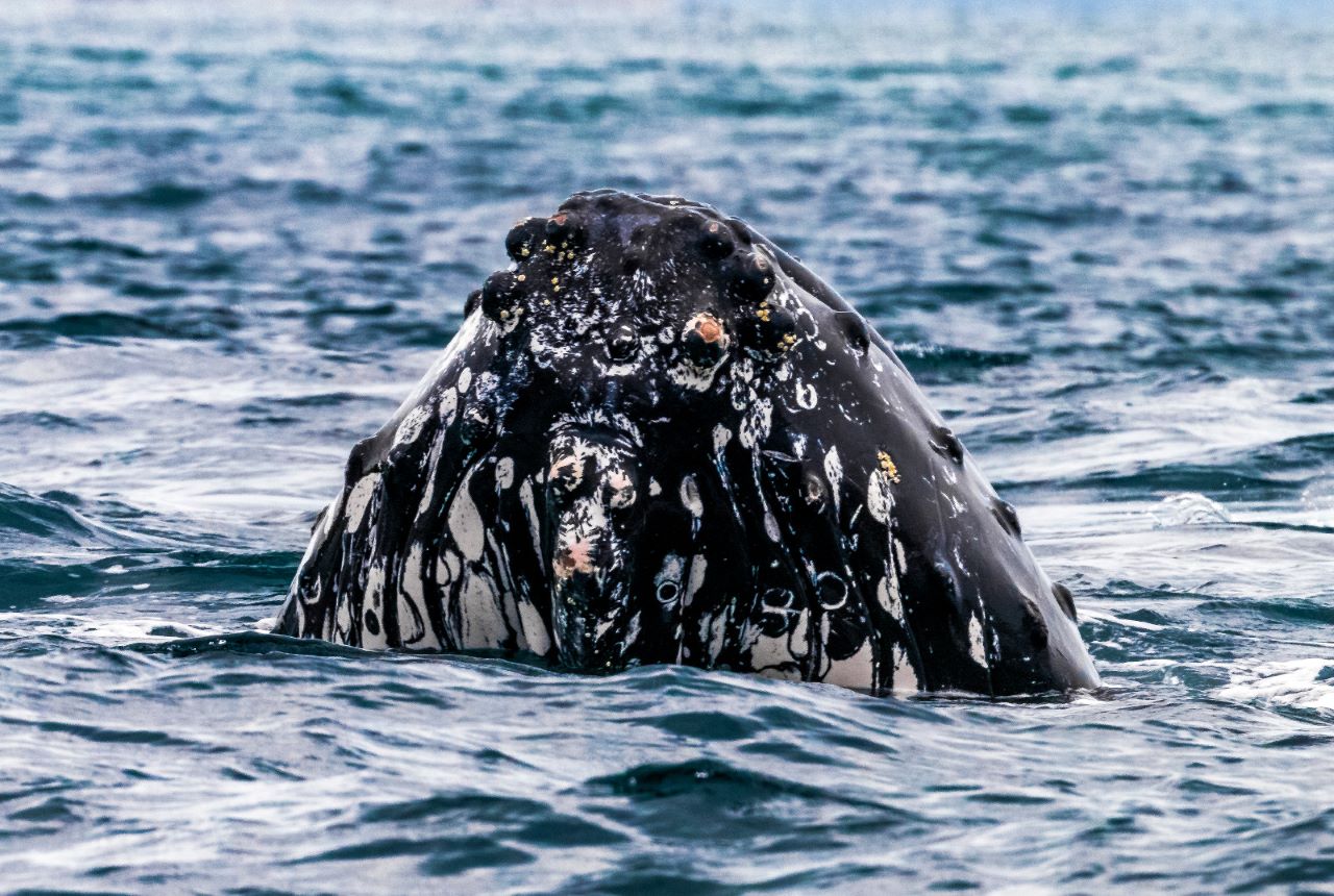 Ballenas y delfines, protagonistas de la conservación marina en Panamá