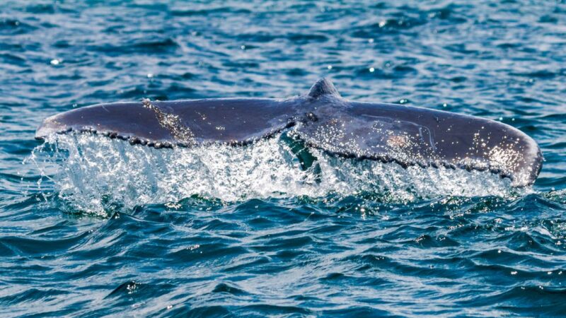 Panamá protege a las ballenas con reglas claras de avistamiento