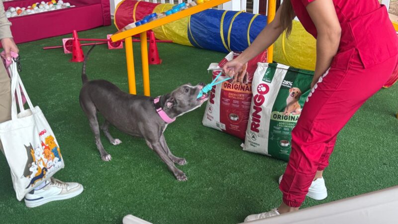 “El Efecto RINGO” aterriza en Panamá: nutrición, amor y segundas oportunidades para perros en situación vulnerable
