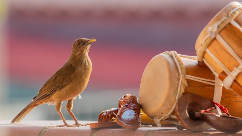 ATP y Fundación Alada impulsan aviturismo en el Casco Peatonal