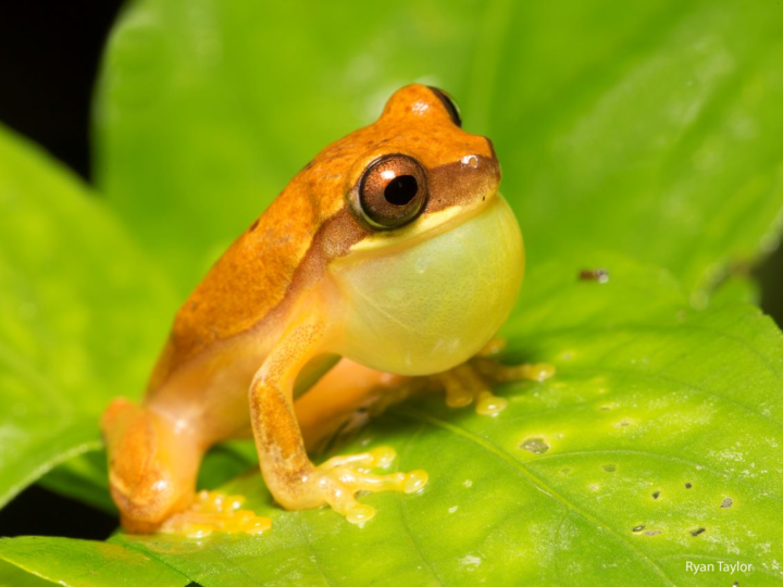 Humanos y otras especies comparten patrones en llamados de apareamiento
