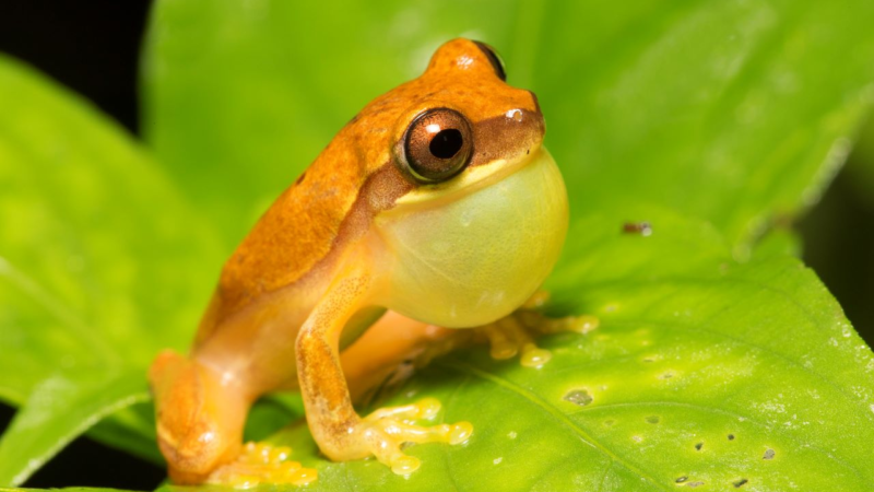 Humanos y otras especies comparten patrones en llamados de apareamiento