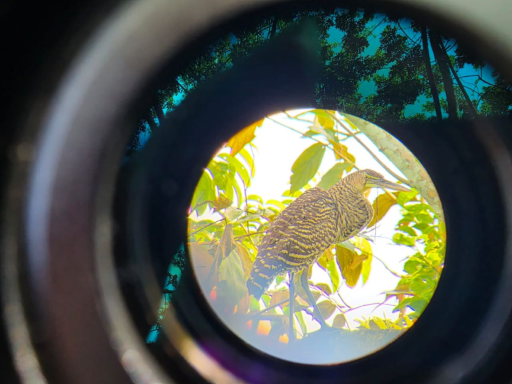 Panamá se posiciona como líder mundial en observación de aves durante el Global Big Day 2026
