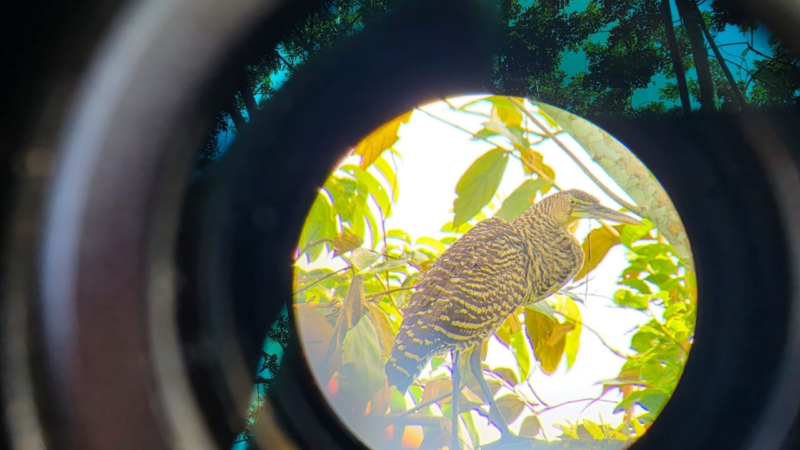 Panamá se posiciona como líder mundial en observación de aves durante el Global Big Day 2026