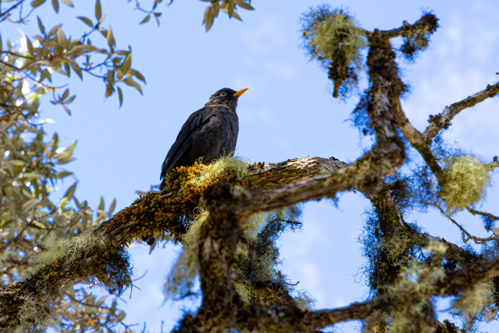 ave quetzal
