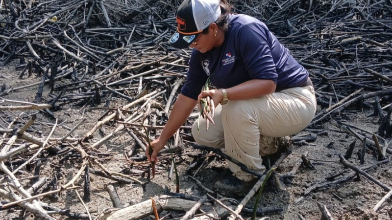 Manglares de Panamá se posicionan como pilares del carbono azul frente a la crisis climática