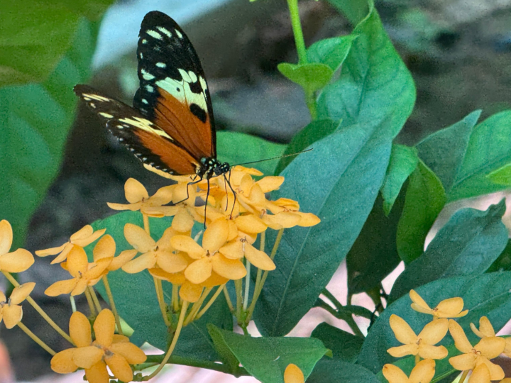 Mariposario metropolitano de Panamá regresa como espacio de conservación y turismo