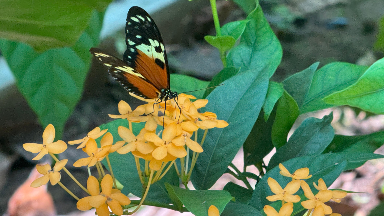 Mariposario metropolitano de Panamá regresa como espacio de conservación y turismo