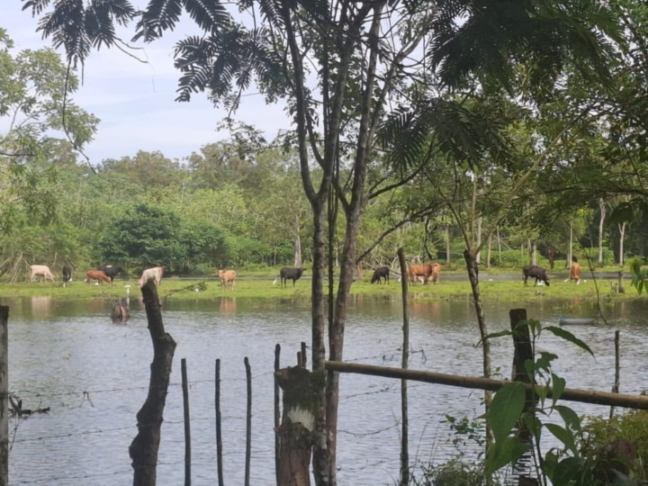 ISA brinda ayuda a fincas afectadas inundaciones en Bocas del Toro