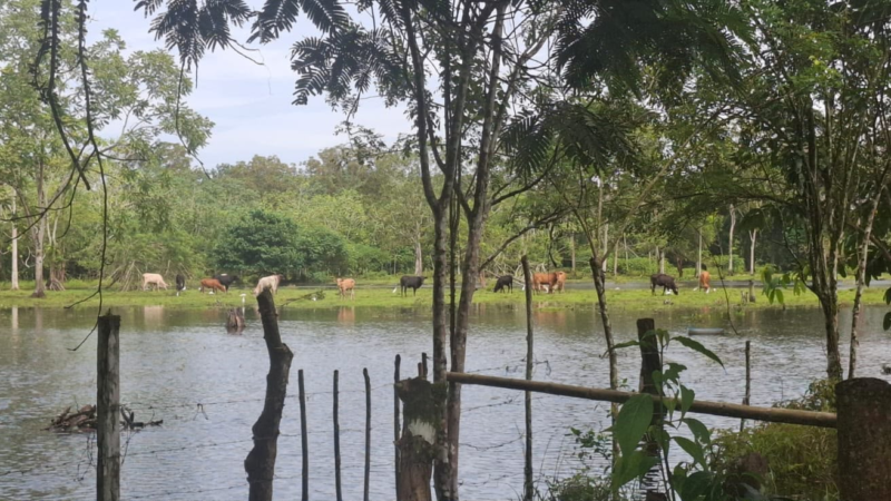 ISA brinda ayuda a fincas afectadas inundaciones en Bocas del Toro
