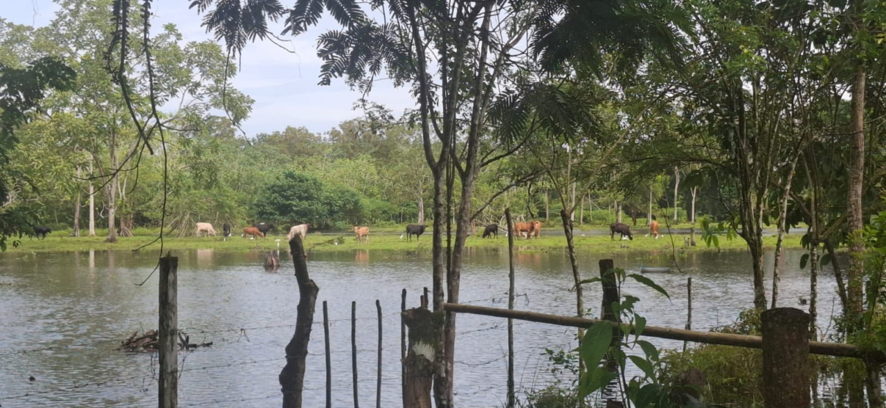 ISA brinda ayuda a fincas afectadas inundaciones en Bocas del Toro