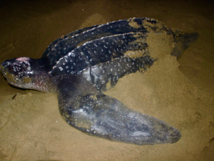 ¡Un regreso histórico! la tortuga baula vuelve a anidar en las costas del Pacífico panameño