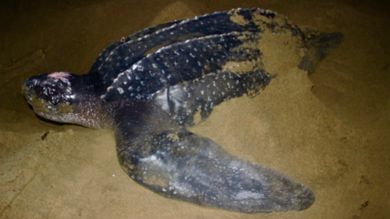 ¡Un regreso histórico! la tortuga baula vuelve a anidar en las costas del Pacífico panameño
