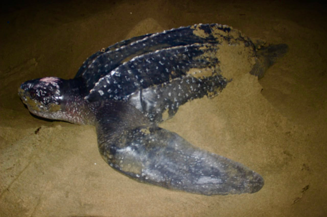 ¡Un regreso histórico! la tortuga baula vuelve a anidar en las costas del Pacífico panameño